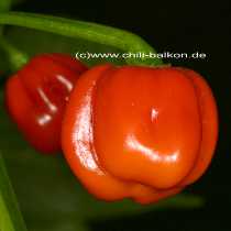 Trinidad Hot - Capsicum chinense