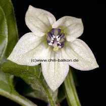 Trinidad Hot - Capsicum chinense - Blte