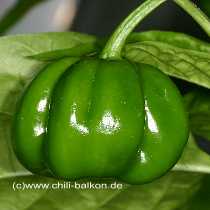 Trinidad Hot - Capsicum chinense - unreif