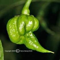 Trinidad Scorpion unreif - C. chinense