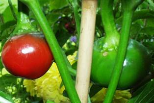 Trkenkugel - Capsicum annuum