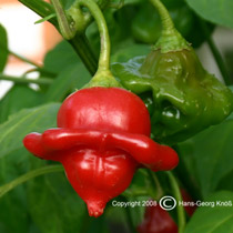 Ubatuba Cambuci - Capsicum baccatum var. pendulum