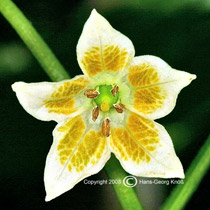 Ubatuba Cambuci - Capsicum baccatum var. pendulum