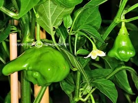 Ubatuba Cambuci - Capsicum baccatum var. pendulum