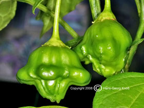 Ubatuba Cambuci - Capsicum baccatum var. pendulum