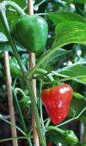 Peperone Vieste - Capsicum annuum