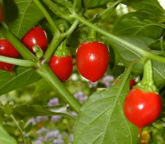 Kirschpaprika - Capsicum annuum