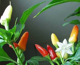 White Hot - Capsicum annuum