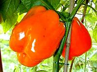 Gourmet - Capsicum annuum