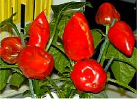 Roumanian Hot - Capsicum annuum