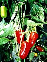 Chile Mexico - Capsicum annuum