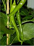 Peperoncini - Capsicum annuum