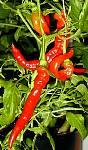 Peperone Nardello - Capsicum annuum