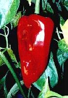 Poblano - C. annuum