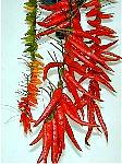 Getrocknete Thai-Chili (31.5 KB)