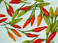 Thai-Chili (22.4 KB)