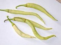 Thai-Chili (10.1 KB)