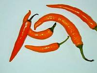 Thai-Chili (11.7 KB)