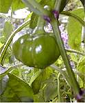 Topboy - Capsicum annuum