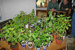 Chili und Paprika Pflanzenbörse 2008 - 1
