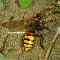 Wespenbiene - Nomada sp.
