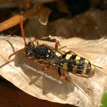 Wespenbiene - Nomada sp.