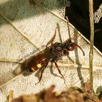 Wespenbiene - Nomada sp.