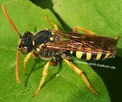 Wespenbiene - Nomada sp.