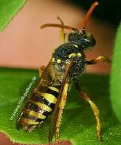 Wespenbiene - Nomada sp.