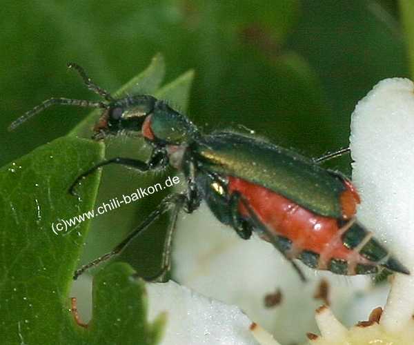 Zweifleckiger Zipfelkäfer - Malachius bipustulatus