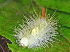 Raupe des Buchen-Streckfu - Calliteara pubibunda