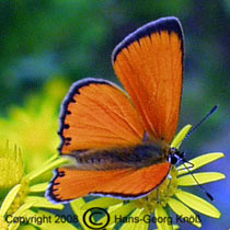 Dukatenfalter - Lycaena virgaureae