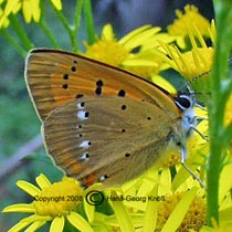 Dukatenfalter - Lycaena virgaureae