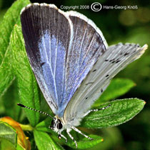 Faulbaum-Bluling - Celastrina argiolus