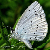 Faulbaum-Bluling - Celastrina argiolus