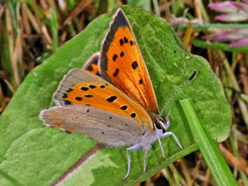 Kleiner Feuerfalter - Lycaena phlaeas