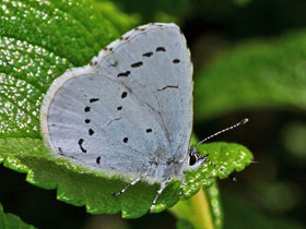 Zwerg-Bluling - Cupido minimus