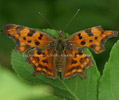 C-Falter - Polygonia c-album