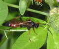 Ichneumonidae sp. - Schlupfwespe