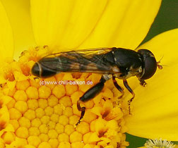 Gemeine Keulenschwebfliege - Syritta pipiens - Mnnchen