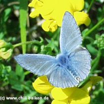 Bluling - Lycaenidae sp.