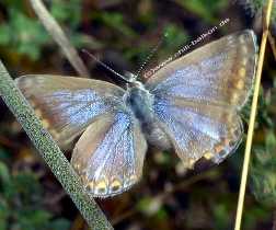 Bluling - Lycaenidae sp.