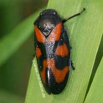 Blutzikade - Cercopis vulnerata