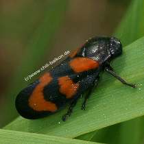 Blutzikade - Cercopis vulnerata