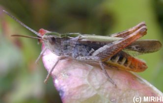 Bunter Grashpfer - Omocestus viridulus