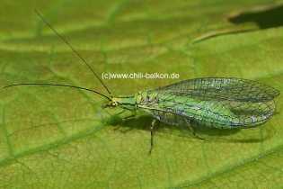Florfliege - Chrysopa carnea