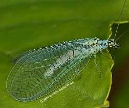 Florfliege - Chrysioa perla