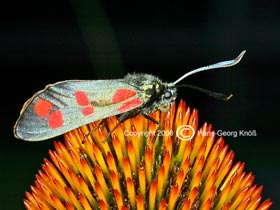 Erdeichel-Widderchen - Zygaena filipendulae