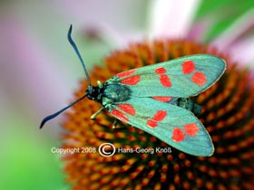 Erdeichel-Widderchen - Zygaena filipendulae