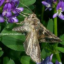 Gammaeule - Autographa gamma